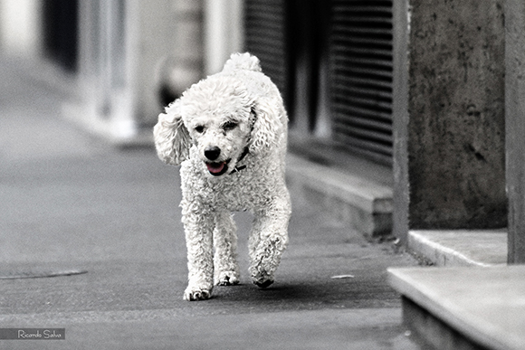 Vernissage - Fotoausstellung von Ricardo Salva