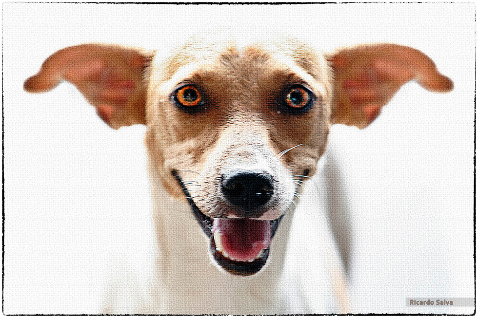 Vernissage - Fotoausstellung von Ricardo Salva