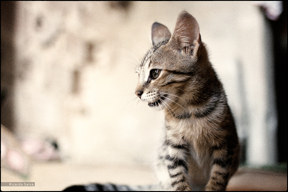Vernissage - Fotoausstellung von Ricardo Salva